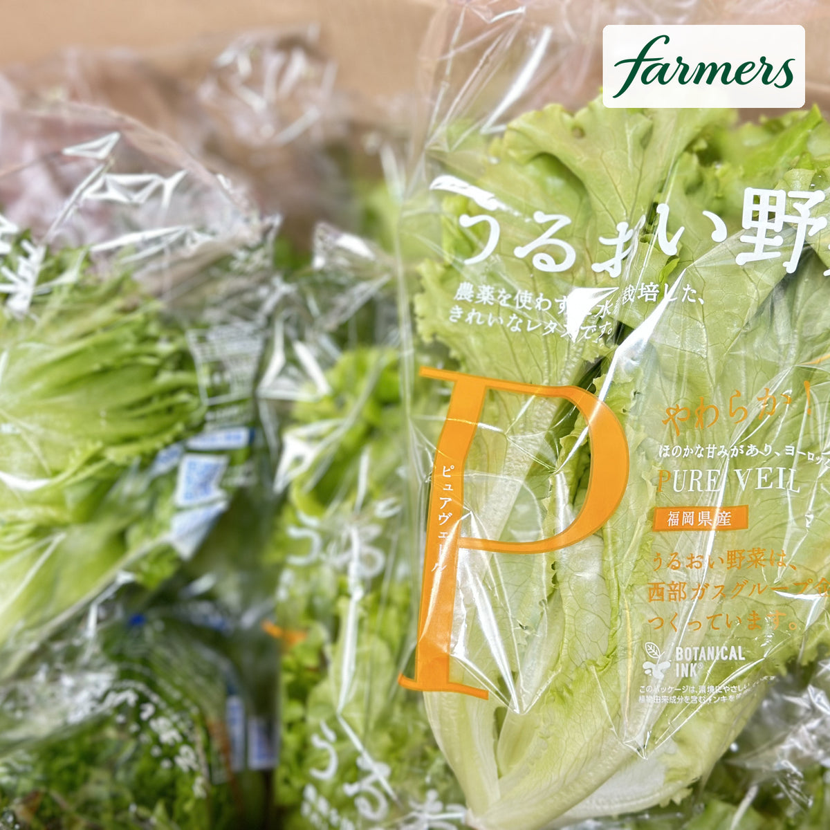福岡水耕生菜